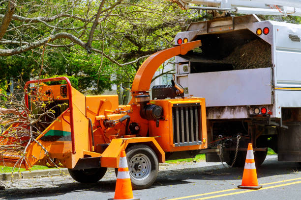 Why Choose Our Tree Removal Services in Whitney, SC?