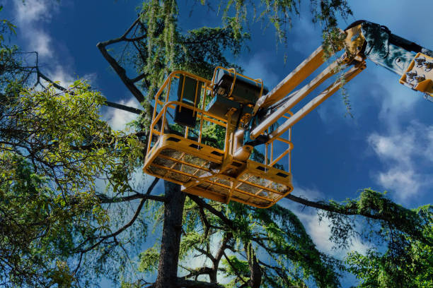 Reliable Whitney, SC  Tree Services Solutions