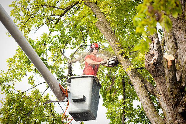 Leaf Removal in Whitney, SC